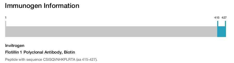 Flotillin 1 Polyclonal Antibody, Biotin
