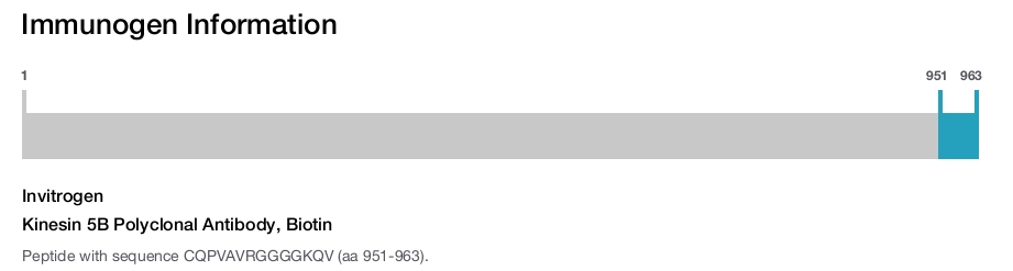 Kinesin 5B Polyclonal Antibody, Biotin