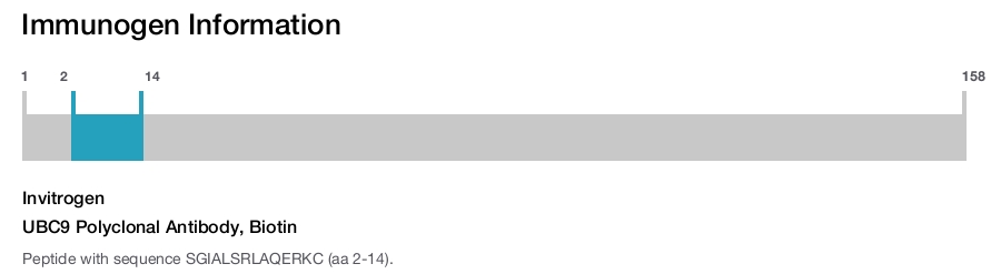 UBC9 Polyclonal Antibody, Biotin