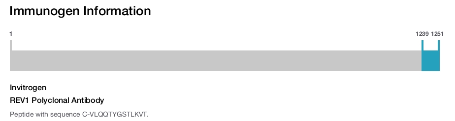 REV1 Polyclonal Antibody