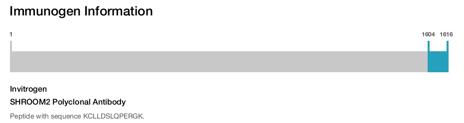 SHROOM2 Polyclonal Antibody