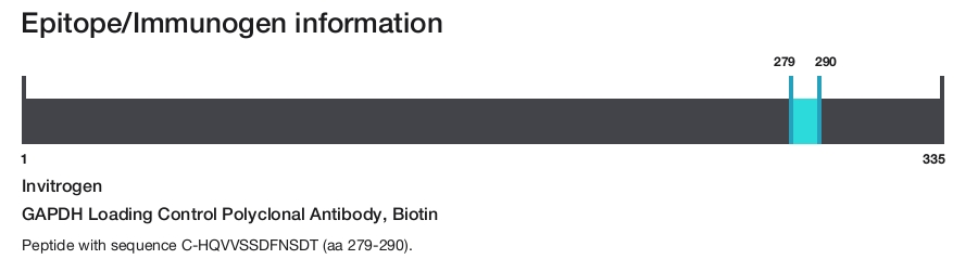 GAPDH Loading Control Polyclonal Antibody, Biotin