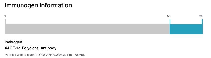 XAGE-1d Polyclonal Antibody