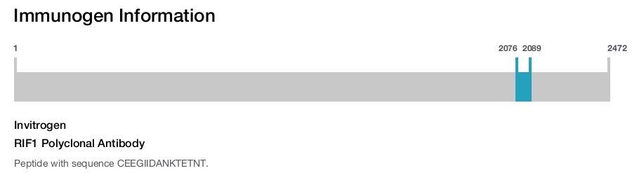 RIF1 Polyclonal Antibody