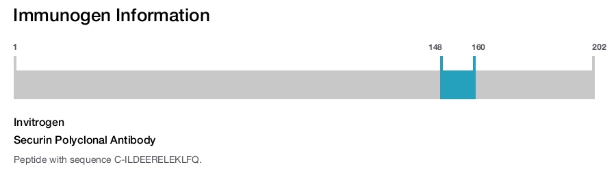 Securin Polyclonal Antibody