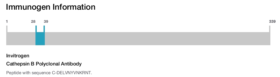 Cathepsin B Polyclonal Antibody