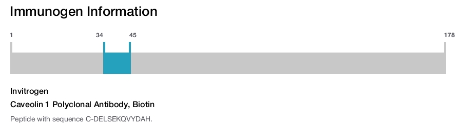 Caveolin 1 Polyclonal Antibody, Biotin