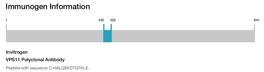VPS11 Polyclonal Antibody