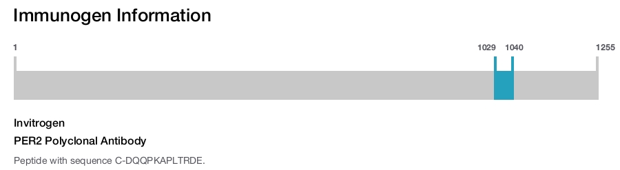 PER2 Polyclonal Antibody