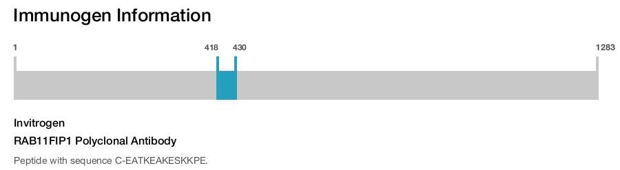 RAB11FIP1 Polyclonal Antibody