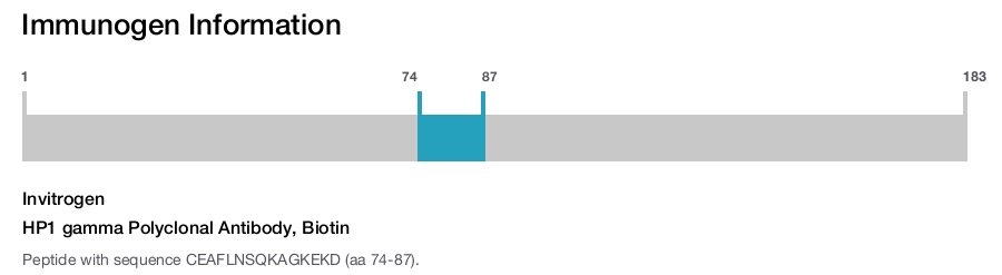 HP1 gamma Polyclonal Antibody, Biotin