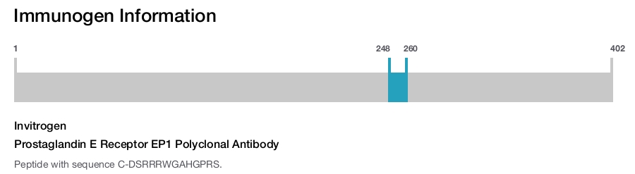 Prostaglandin E Receptor EP1 Polyclonal Antibody