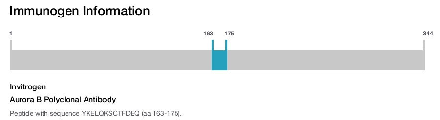 Aurora B Polyclonal Antibody