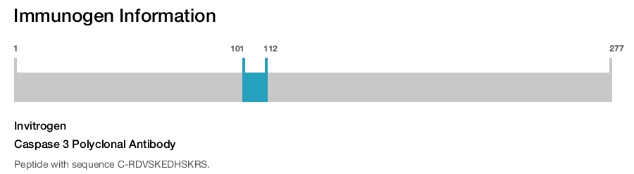 Caspase 3 Polyclonal Antibody