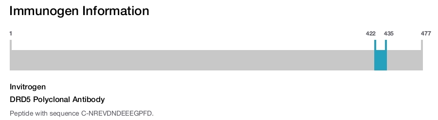 DRD5 Polyclonal Antibody