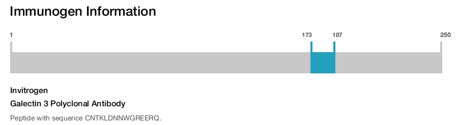Galectin 3 Polyclonal Antibody