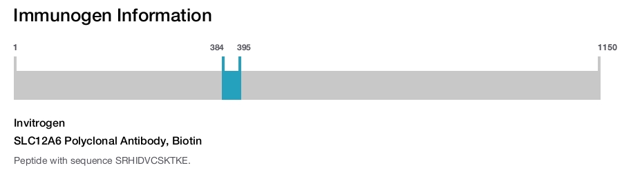 SLC12A6 Polyclonal Antibody, Biotin