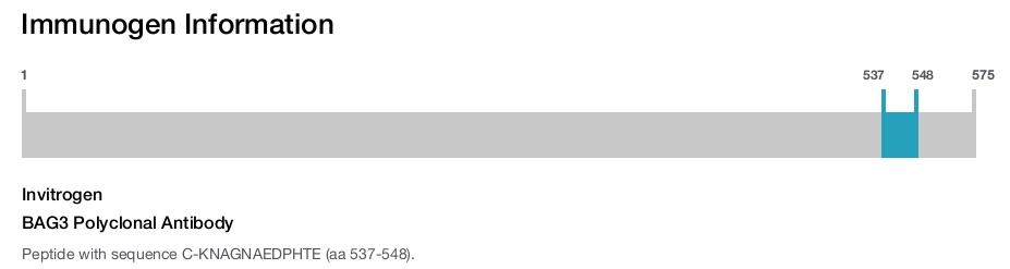 BAG3 Polyclonal Antibody