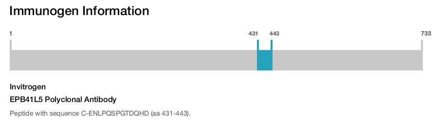 EPB41L5 Polyclonal Antibody