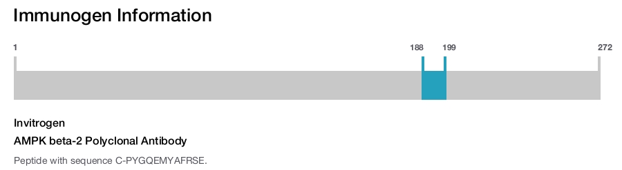 AMPK beta-2 Polyclonal Antibody