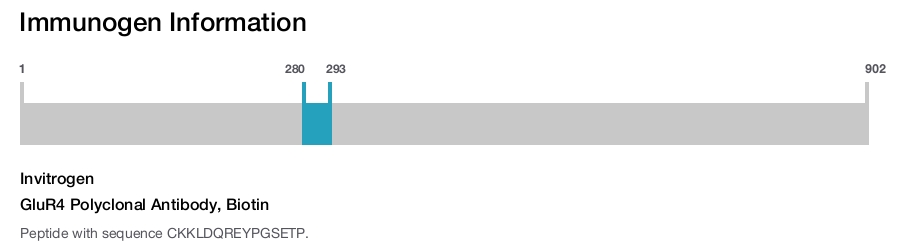 GluR4 Polyclonal Antibody, Biotin