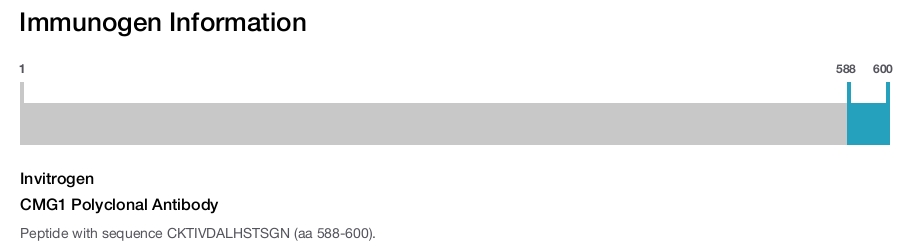 CMG1 Polyclonal Antibody