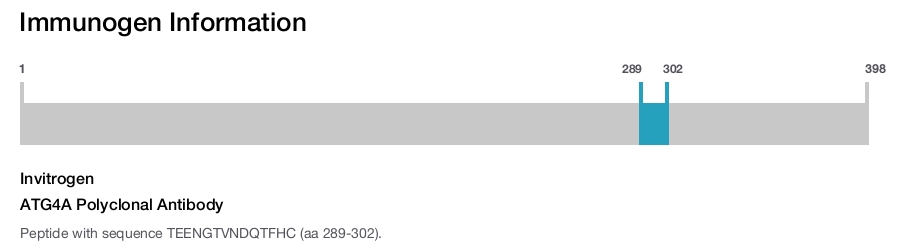 ATG4A Polyclonal Antibody