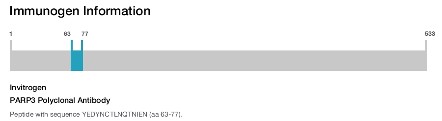 PARP3 Polyclonal Antibody