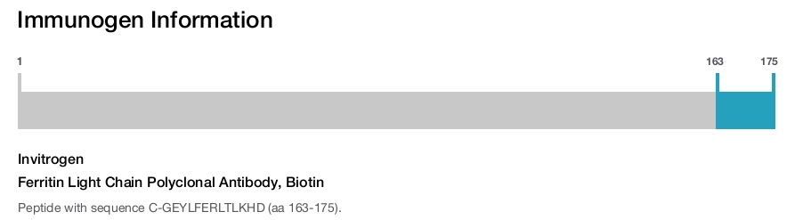 Ferritin Light Chain Polyclonal Antibody, Biotin