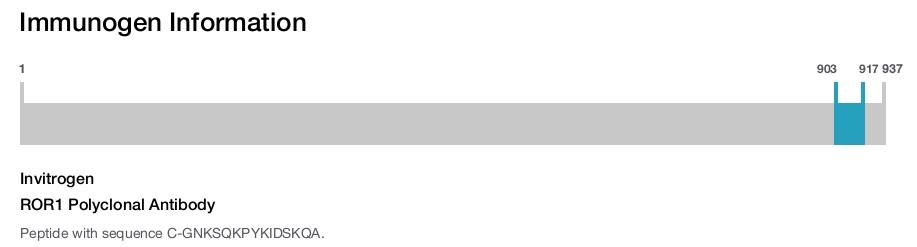 ROR1 Polyclonal Antibody