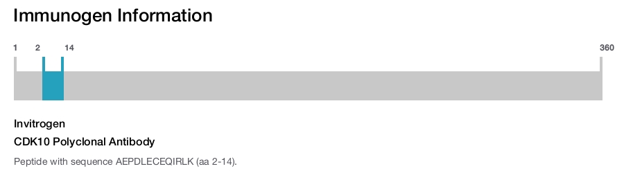CDK10 Polyclonal Antibody