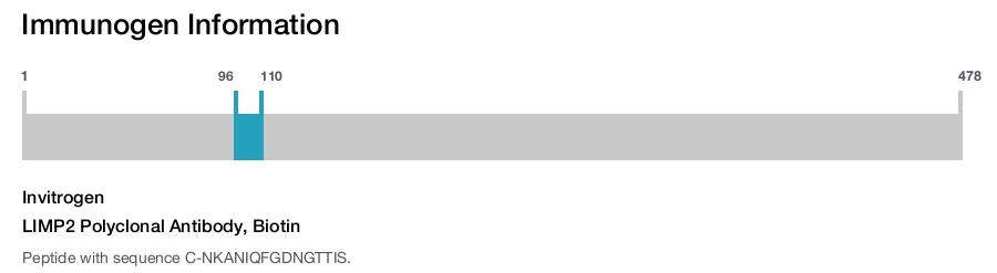 LIMP2 Polyclonal Antibody, Biotin