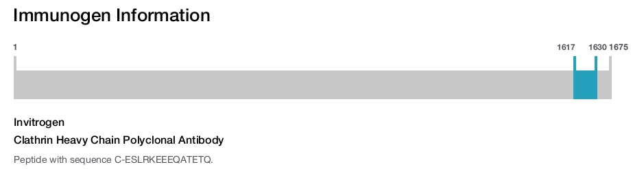 Clathrin Heavy Chain Polyclonal Antibody