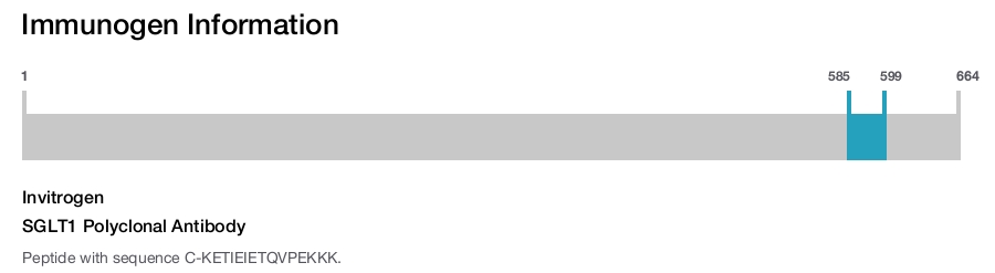 SGLT1 Polyclonal Antibody