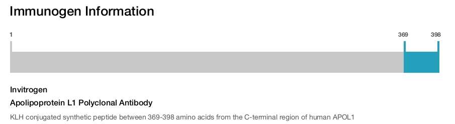 Apolipoprotein L1 Polyclonal Antibody