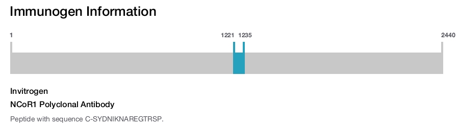 NCoR1 Polyclonal Antibody