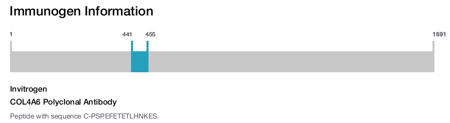 COL4A6 Polyclonal Antibody