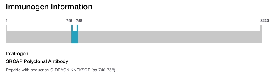 SRCAP Polyclonal Antibody