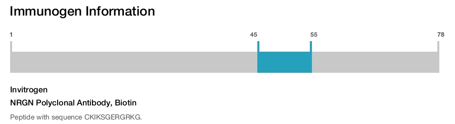 NRGN Polyclonal Antibody, Biotin
