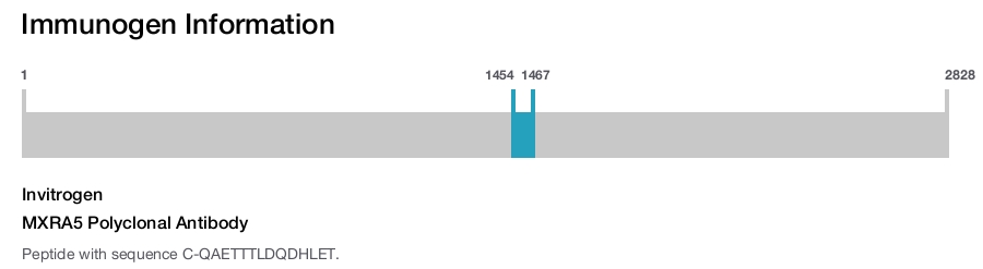MXRA5 Polyclonal Antibody