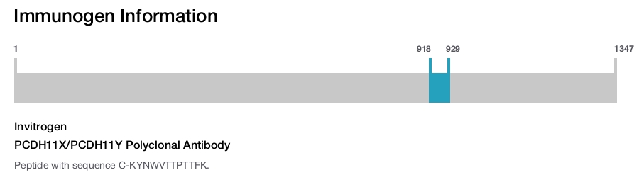 PCDH11X/PCDH11Y Polyclonal Antibody