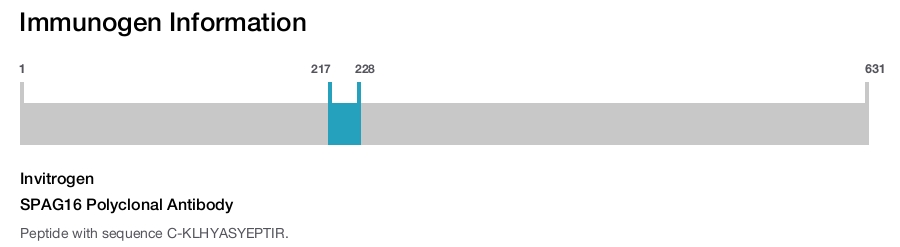SPAG16 Polyclonal Antibody