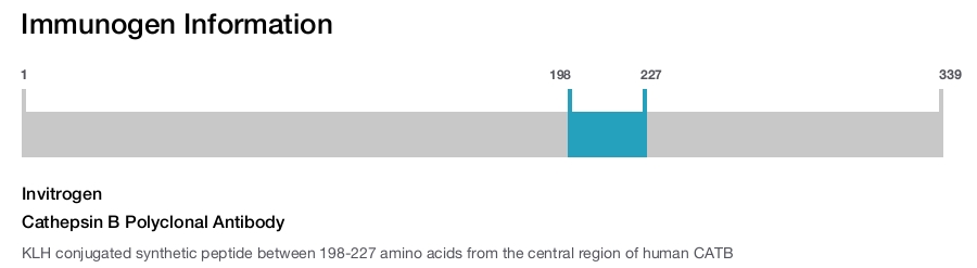 Cathepsin B Polyclonal Antibody