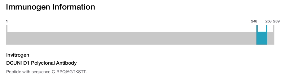 DCUN1D1 Polyclonal Antibody
