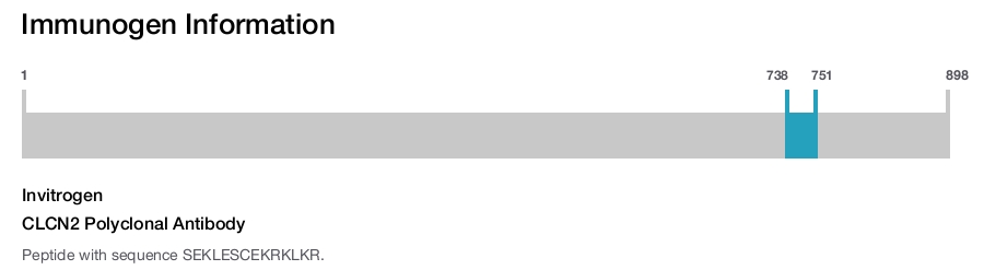CLCN2 Polyclonal Antibody