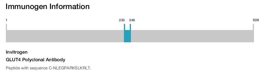 GLUT4 Polyclonal Antibody