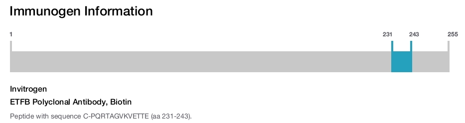 ETFB Polyclonal Antibody, Biotin