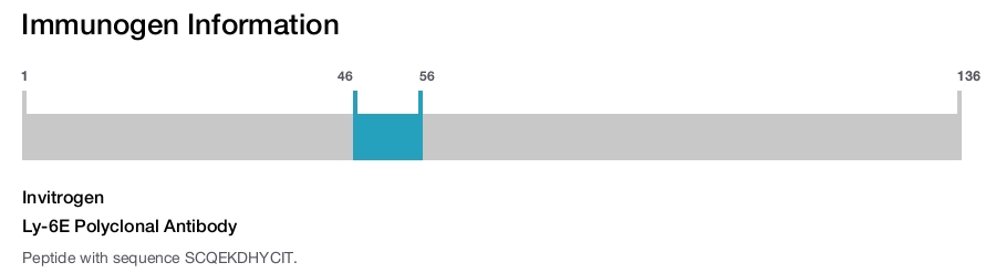 Ly-6E Polyclonal Antibody