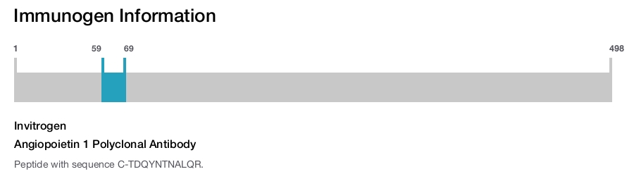 Angiopoietin 1 Polyclonal Antibody