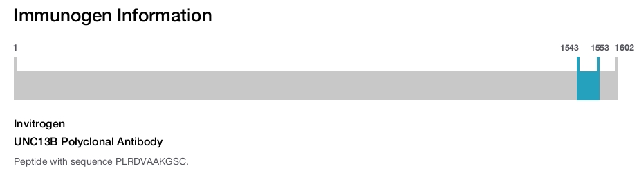 UNC13B Polyclonal Antibody